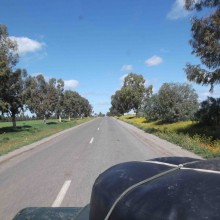 Eucalyptus lined roadsa
