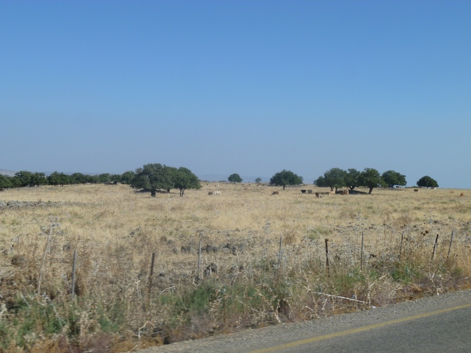 P1000798